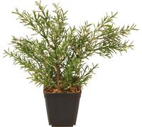 Romarin en pot Plante artificielle Deko Herbes aromatiques 24cm fidèle à la nature