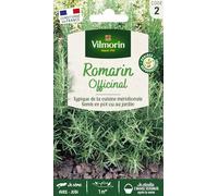 Romarin Officinal