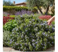 Romarin Pointe du Raz - Sans traitement