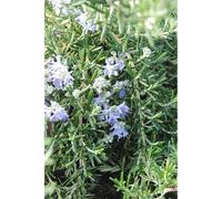 Romarin 'pointe du raz' taille du pot - en pot de 3 litres