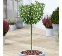 Romarin Rosmarinus Officinalis | Arbrisseau ornemental en pot à feuillage persistant pour petits jardins