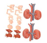 ROMISBABA 2 ensembles Modèles Organes Réalistes pour Garçon Fille Amovibles avec Cœur Tête Cerveau Viscères et Muscles Kit Éducatif Montessori pour Apprentissage Du Corps Humain Classe