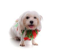 ROMISBABA 2pièces Collier Ruban pour Animaux De Compagnie pour Noël Et Fêtes Décoration Élégante avec Couleurs Festives Accessoires Idéaux pour Photos Célébrations