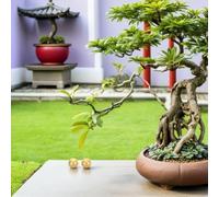 ROMISBABA Lot de 2 Boules de Bain d'oiseaux en Laiton 2 CM Sphères Rustiques en Cuivre pour Bain d'oiseaux Extérieur Jardin Purification Naturelle et Entretien Facile des Bassins Aquatiques