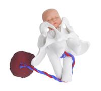 ROMISBABA Modèle Accouchement Pelvien avec Fœtus et Placenta Détachable Support Pédagogique Portable pour Formation Sages-femmes et Éducation Prénatale