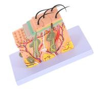 ROMISBABA Modèle Pédagogique D'anatomie Peau Humaine 35x en Plastique Coupe Horizontale pour Étude Médicale et Apprentissage Scientifique