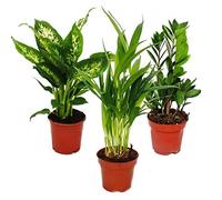 Room Plant Mix I Set of 3, 1x Dieffenbachia, 1x Areca Palm (Chrysalidorpus) 1x Zamio Palm (Zamioculcas), 10-12cm Pot