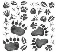 RoomMates stickers muraux Animal Tracks vinyle 70 pièces Multicolors