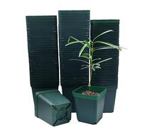 RooTrimmer Nore Lot de 100 Pots carrés en Plastique pour Plantes Grasses Vert 8 cm