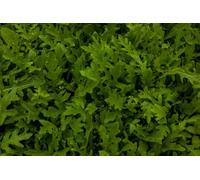 Roquette sauvage 100 Graines, (Diplotaxis), Fausse-Roquette