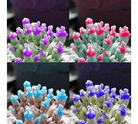 Rosa: 100Pcs Monilaria Obconica Semi Piante grasse Coniglio Bonsai Pianta Fashio