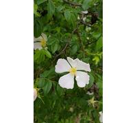 Rosa canina/Églantier/Conteneur de 2 à 2.9 litres/Plante grimpante tuteuré