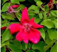 Rosa chinensis 'Sanguinea' / Rosier de Chine rouge/Conteneur de 3 à 4 litres/Rosier botanique