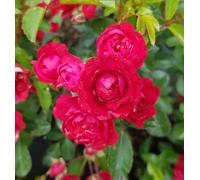 Rosa HARNEATLY 'Fairy Red 82' / Rosier Couvre-sol/Ecomotte