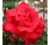 Rosa - kordes eleganza® rosier - rosa 'grande amore'®