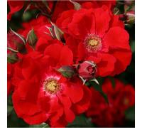 Rosa - kordes eleganza® rosier - rosa 'roter korsar'®