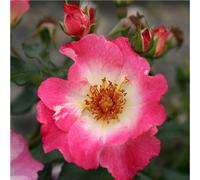 Rosa - kordes nectar rosier - rosa 'dolomiti'