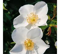 Rosa - kordes nectar rosier - rosa 'escimo'