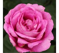 Rosa - kordes parfuma® rosier - rosa 'carmen wurth'®