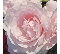 Rosa - kordes parfuma® rosier - rosa 'constance mozart'®