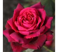 Rosa - kordes parfuma® rosier - rosa 'gräfin diana'®