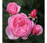 Rosa - kordes parfuma® rosier - rosa 'kiss me kate'®
