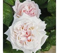 Rosa - kordes parfuma® rosier - rosa 'madame anisette'®