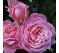 Rosa - kordes parfuma® rosier - rosa 'rosengräfin marie henriëtte'®