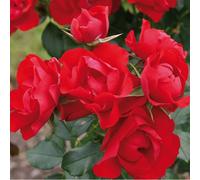 Rosa - kordes rigo-rosier - rosa 'black forest'®