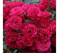 Rosa - kordes rigo-rosier - rosa 'gärtnerfreude'®