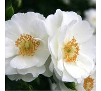 Rosa - kordes rigo-rosier - rosa 'innocencia'®