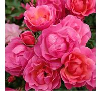Rosa - kordes rigo-rosier - rosa 'maxi vita'®