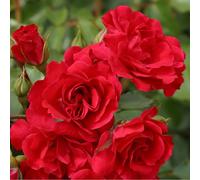 Rosa - kordes rigo-rosier - rosa 'rotilia'®