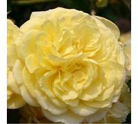 Rosa - kordes rigo-rosier - rosa 'solero'®