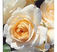 Rosa - kordes rose des fées - rosa 'lions - rose'®