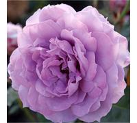 Rosa - kordes rose des fées - rosa 'novalis'