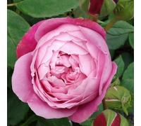 Rosa - kordes rose des fées - rosa 'queen elizabeth'