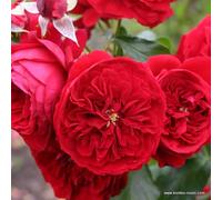 Rosa - kordes rose des fées - rosa 'rötkäppchen'®