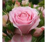 Rosa - kordes rose des fées - rosa 'rosenfee'®