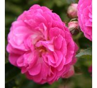 Rosa - rose pleureuse - rosa 'dorothy perkins'