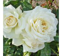 Rosa - rosier grimpante kordes - rosa 'alaska'®