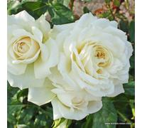 Rosa - rosier grimpante kordes - rosa 'alaska'®