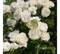 Rosa - rosier grimpante - rosa 'madame alfred carriere'