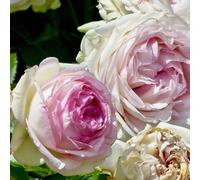 Rosa - rosier grimpante - rosa 'pierre de ronsard'