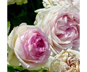 Rosa - rosier grimpante - rosa 'pierre de ronsard'