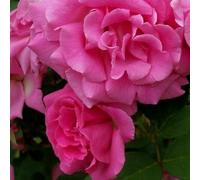 Rosa - rosier grimpante - rosa 'zephrine drouhin'