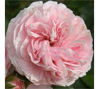 Rosa - rosier kordes - rosa 'larissa'®