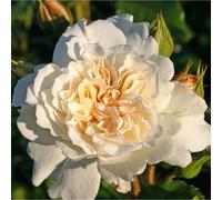 Rosa - rosier kordes - rosa 'petticoat'®