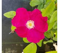 Rosa rugosa 'Carmen' / Rosier rugueux Carmen/Conteneur de 3 à 4 litres/Arbuste fruitier et florifère
