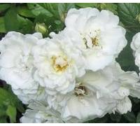 Rosa 'The Fairy White' / Rosier Couvre-sol 'The Fairy Blanc' / Godet